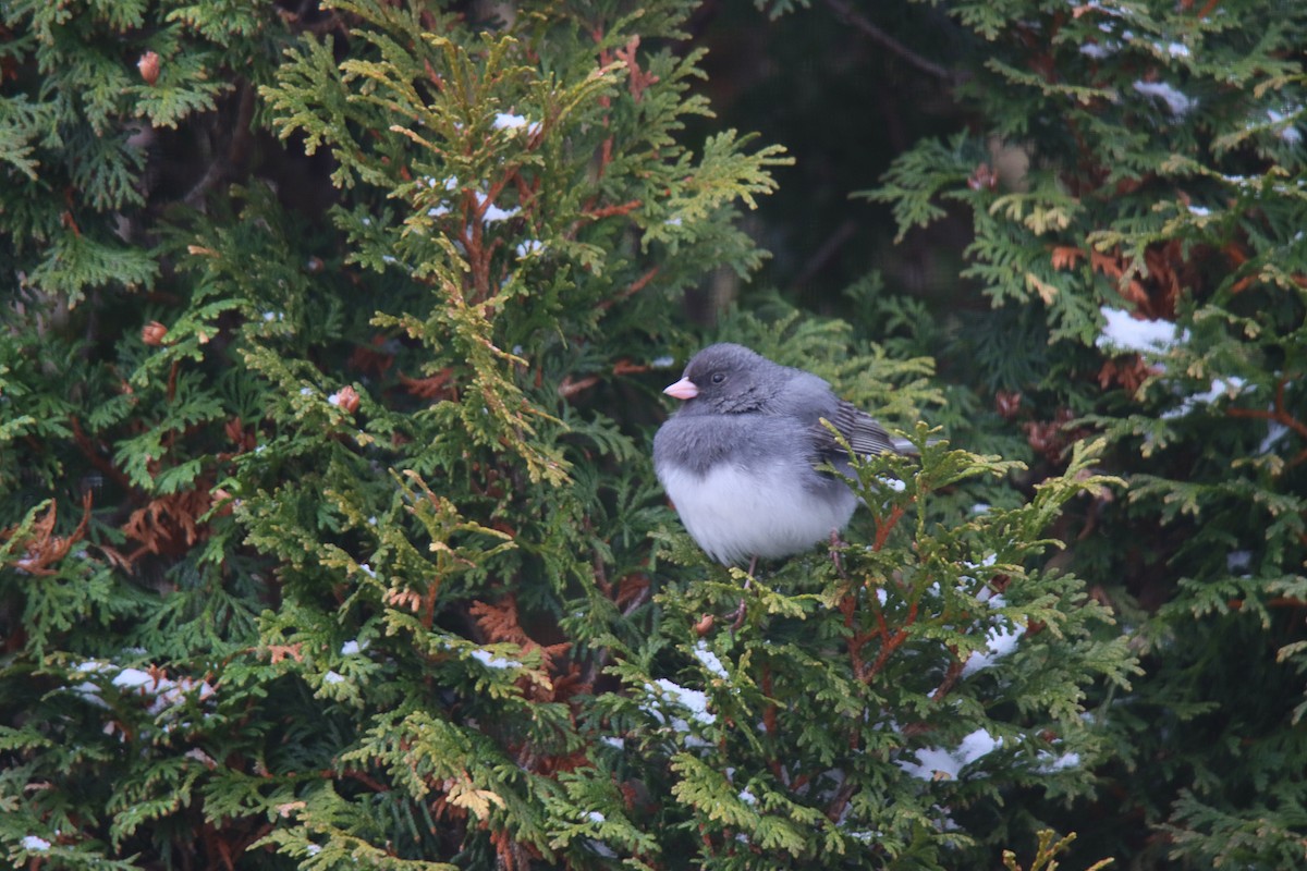 Dark-eyed Junco - ML622143014