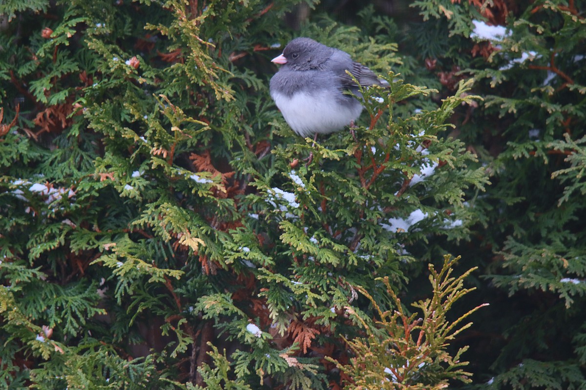 Dark-eyed Junco - ML622143015