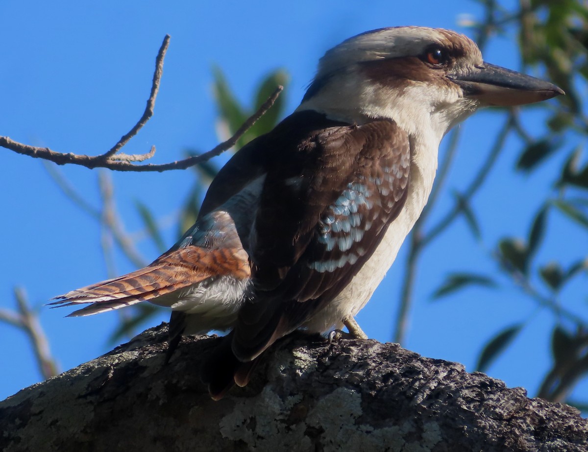 Laughing Kookaburra - ML622143018