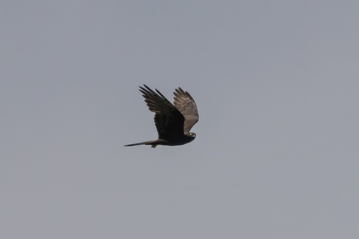 Montagu's Harrier - José Nunes