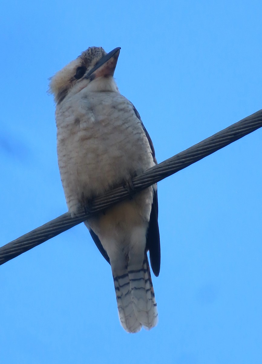 Laughing Kookaburra - ML622143032