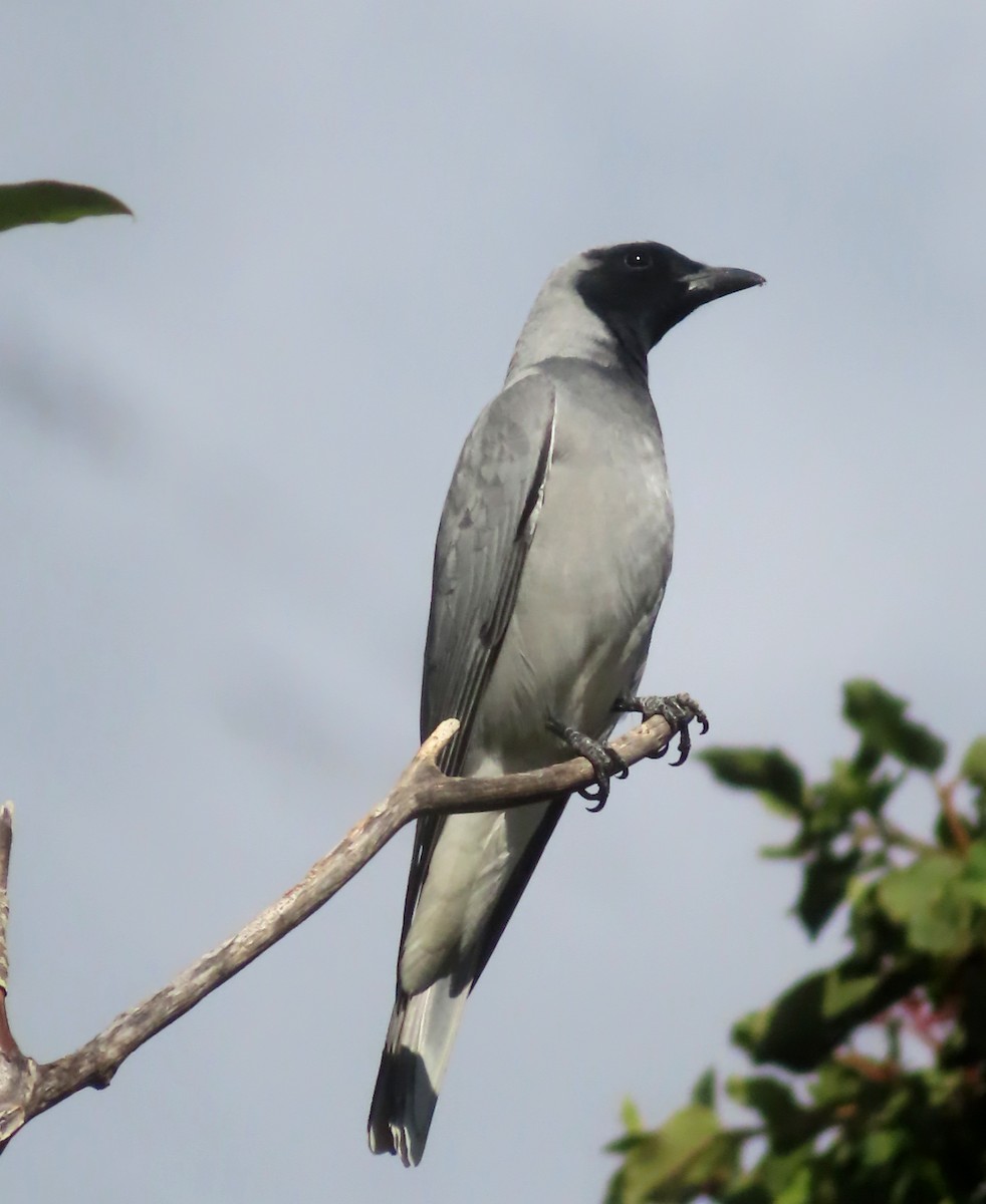 Black-faced Cuckooshrike - ML622143040