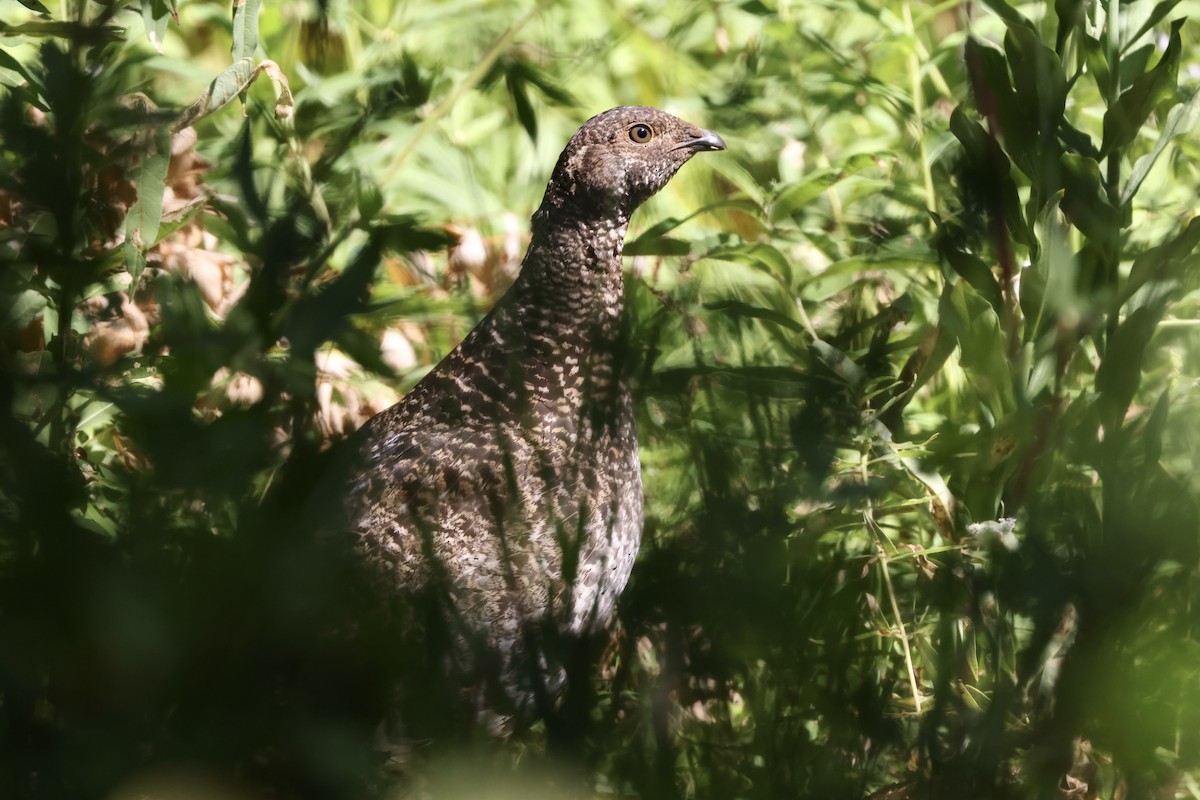 Sooty Grouse - ML622143042