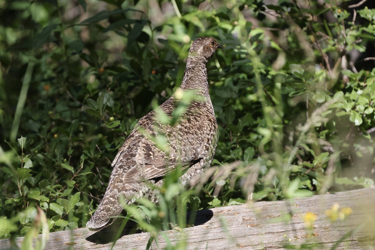 Sooty Grouse - ML622143044