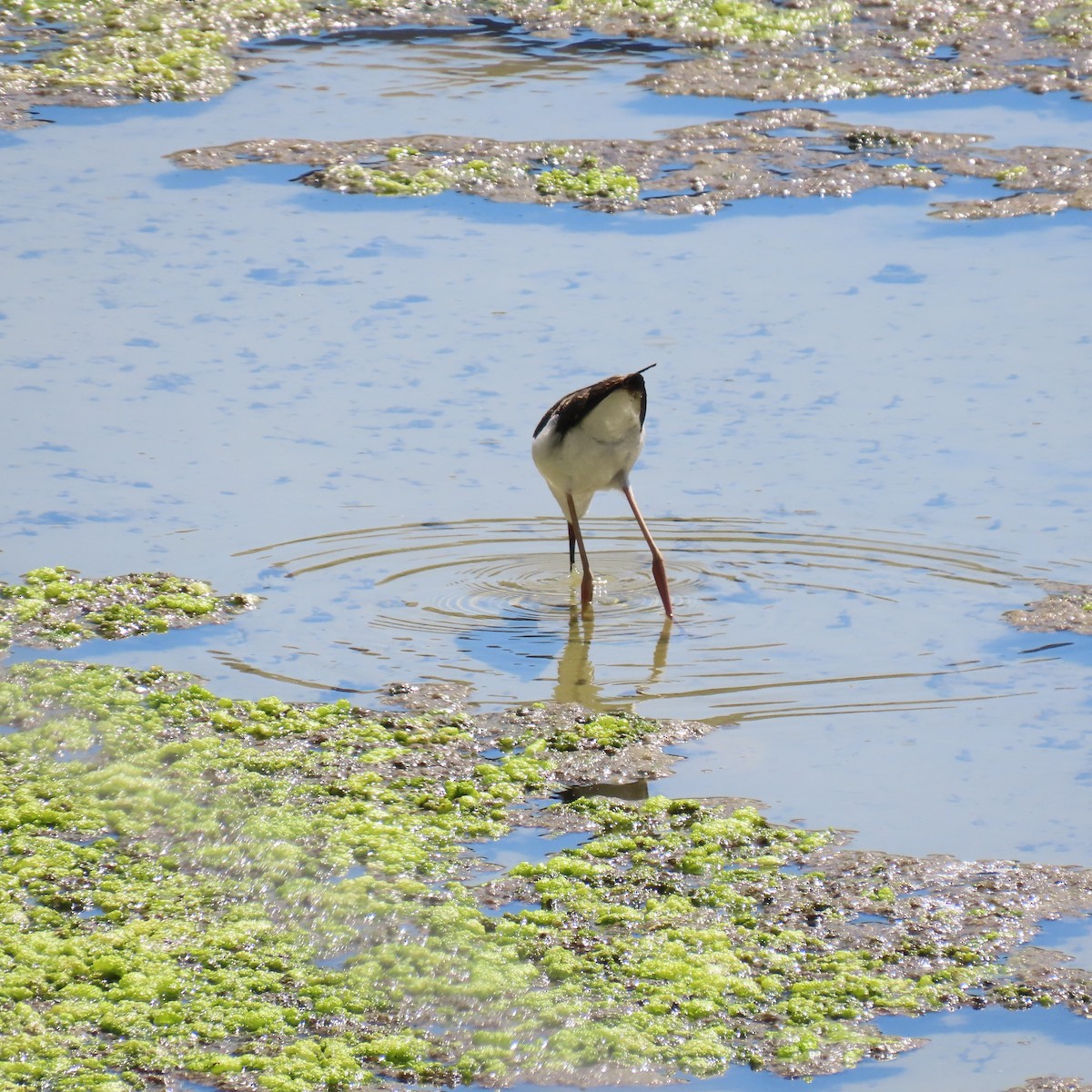 Black-necked Stilt - ML622143045