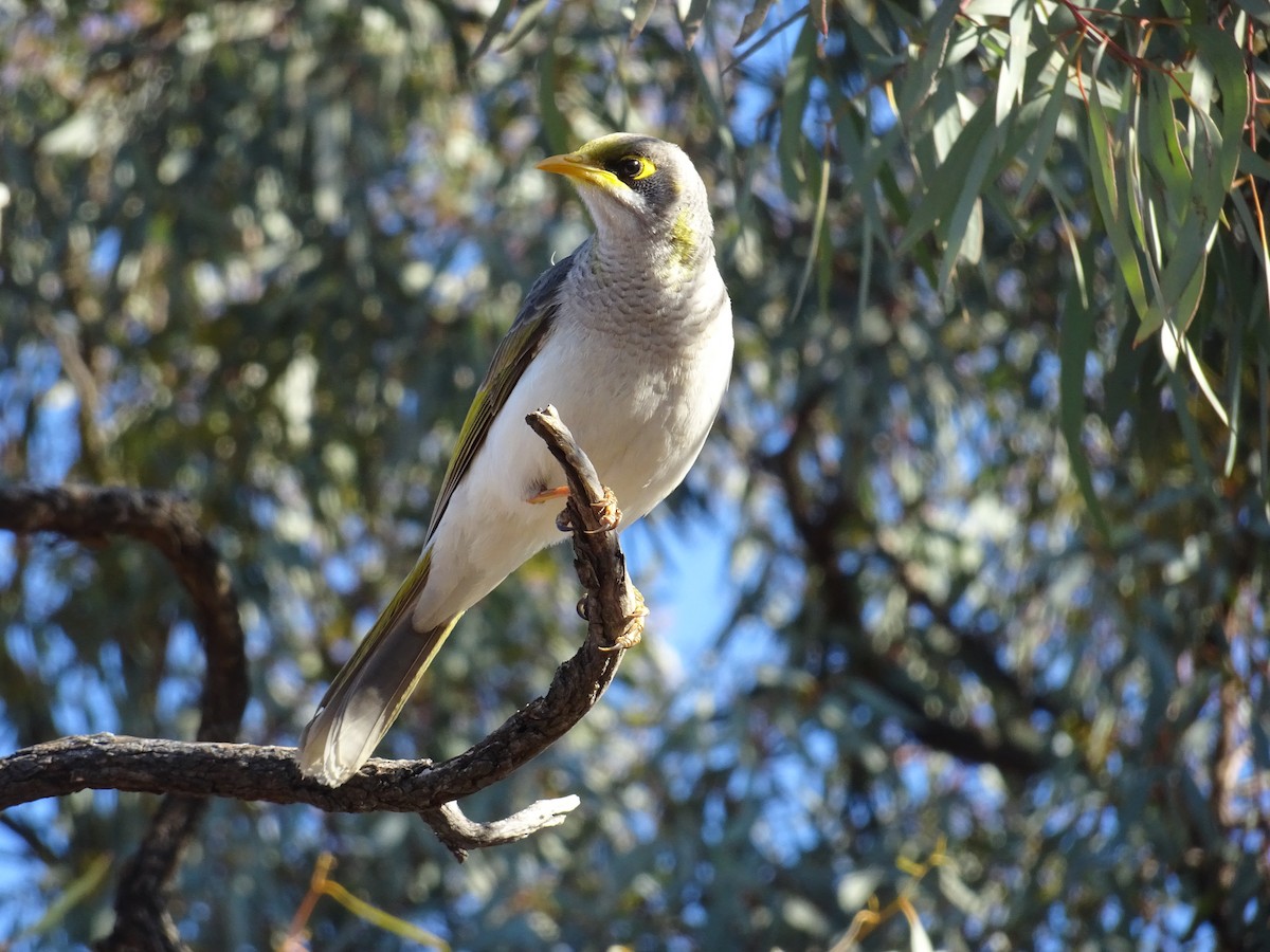 Yellow-throated Miner - ML622143046