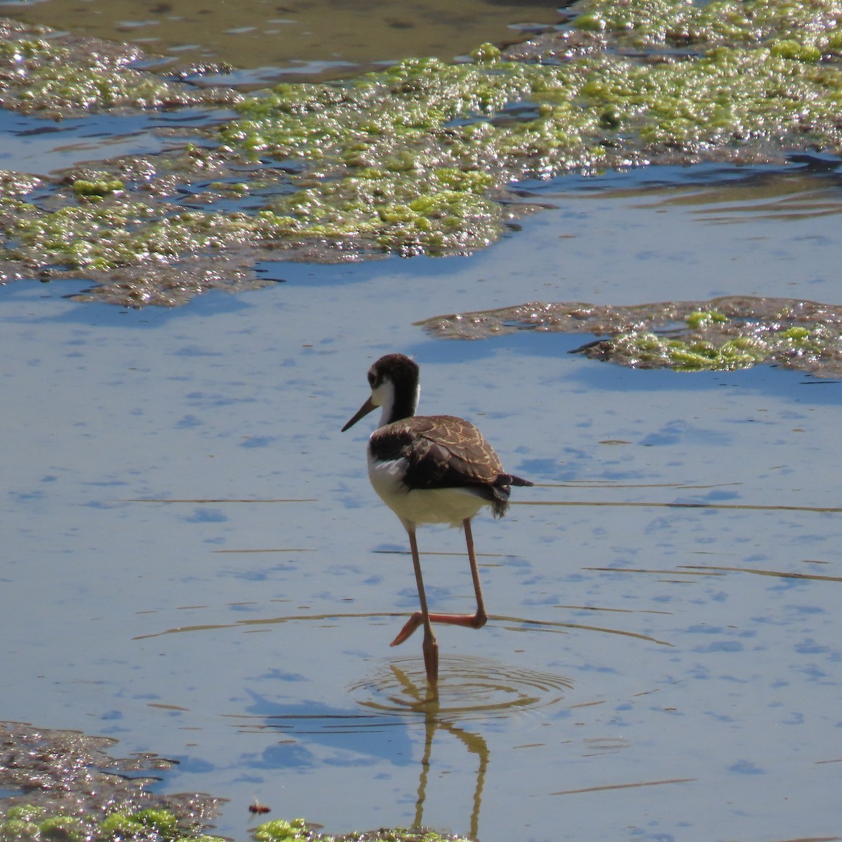 Black-necked Stilt - ML622143048