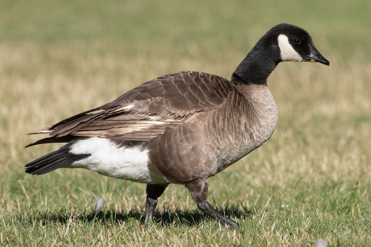 Cackling Goose (Taverner's) - ML622143049