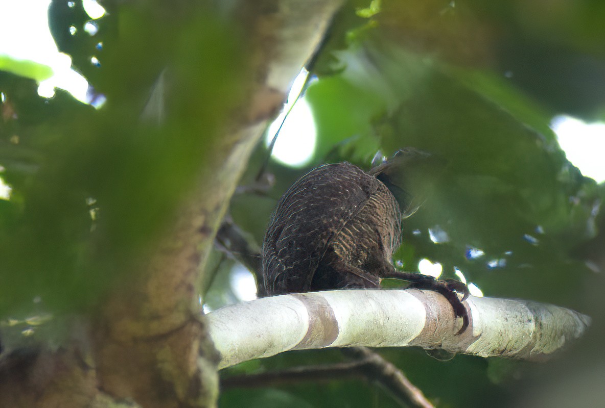 Buff-necked Woodpecker - Ken Tay