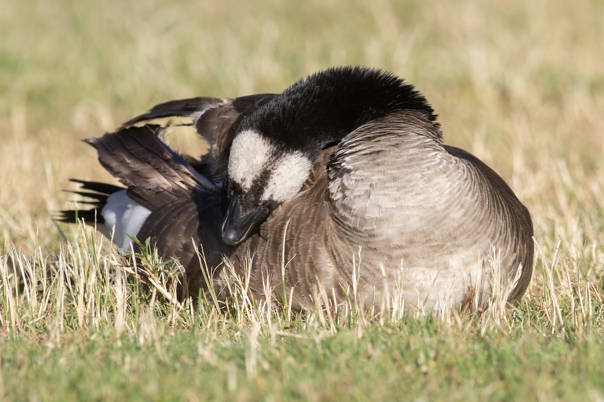 Cackling Goose (Taverner's) - ML622143058