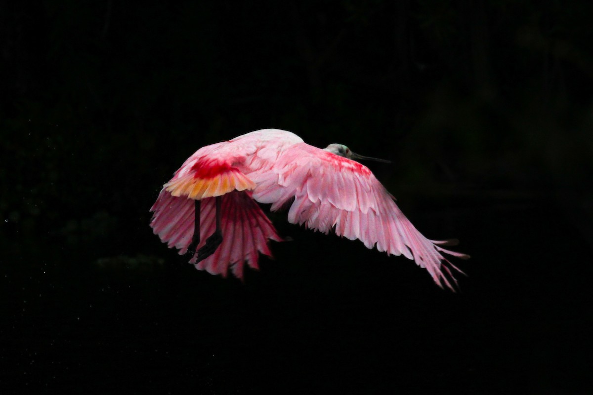 Roseate Spoonbill - ML622143063