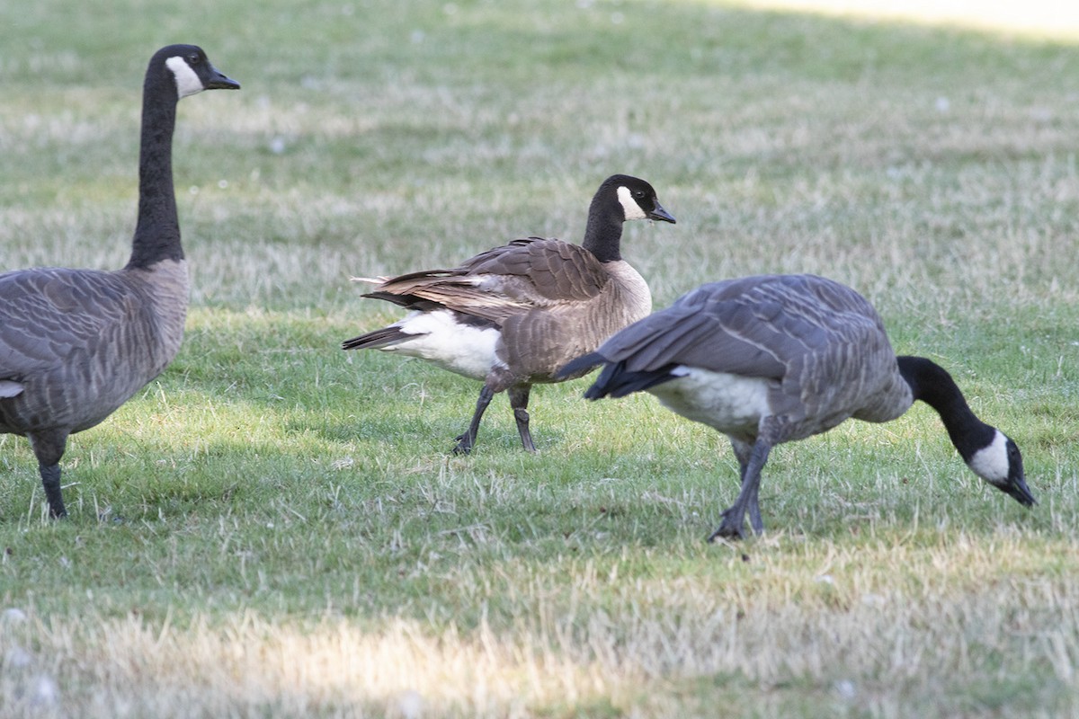 Cackling Goose (Taverner's) - ML622143065