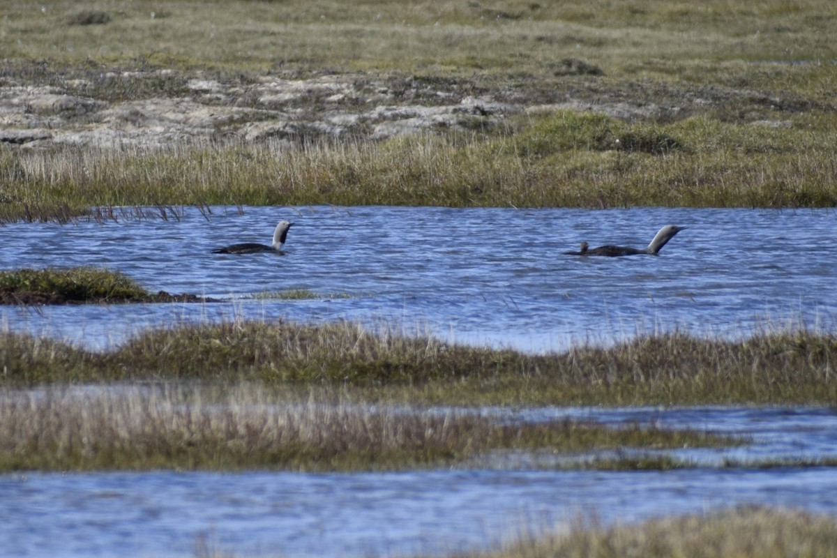 Red-throated Loon - ML622143067