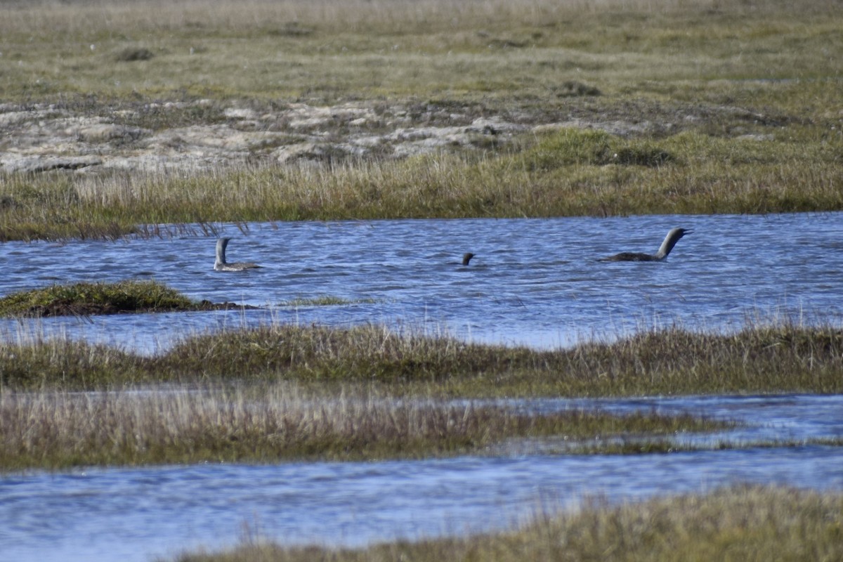 Red-throated Loon - ML622143068