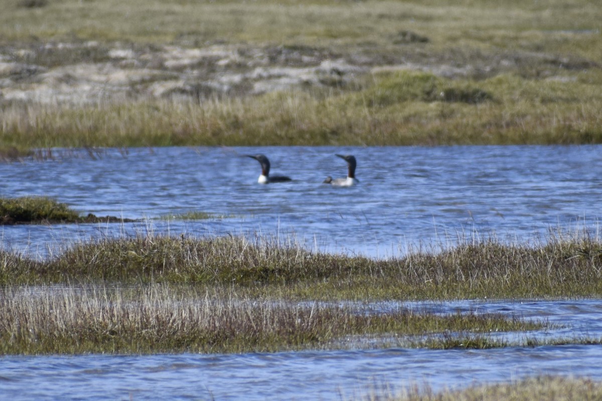 Red-throated Loon - ML622143069