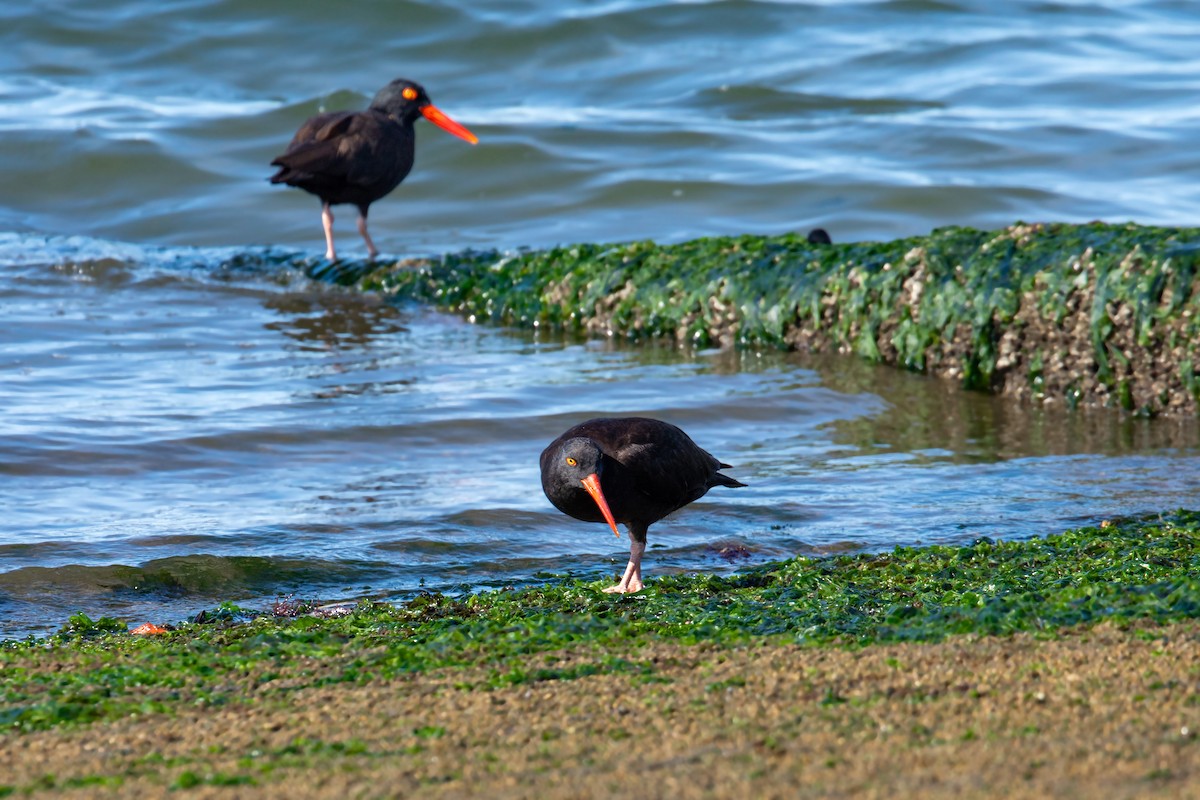 Black Oystercatcher - ML622143070