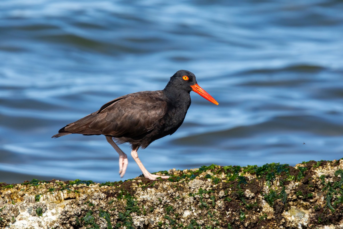 Black Oystercatcher - ML622143071