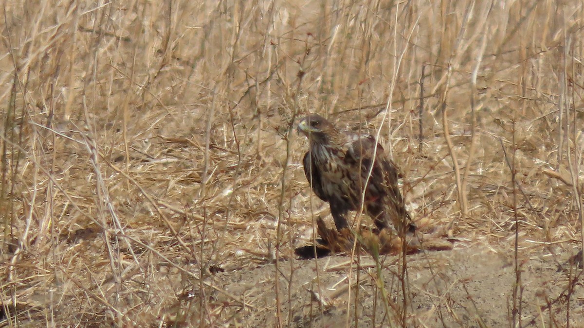 Bonelli arranoa - ML622143080