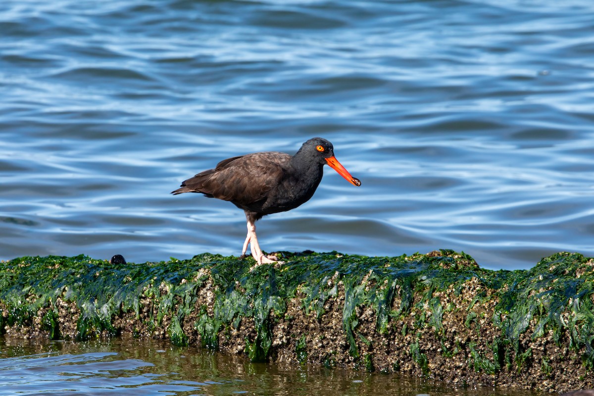 Black Oystercatcher - ML622143081