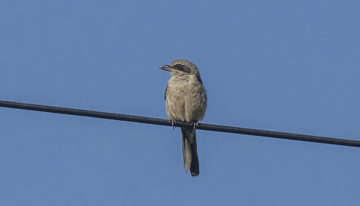 Iberian Gray Shrike - Francisco Pires