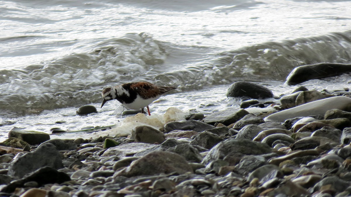 Ruddy Turnstone - ML622143097