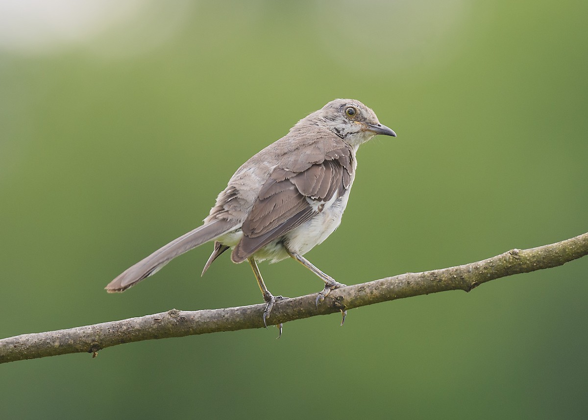 Northern Mockingbird - ML622143098