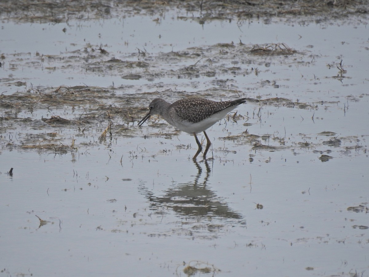 Lesser Yellowlegs - Zain Sirohey