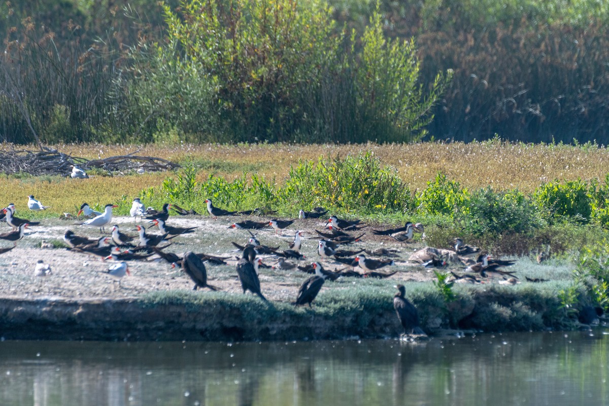 Double-crested Cormorant - ML622143113