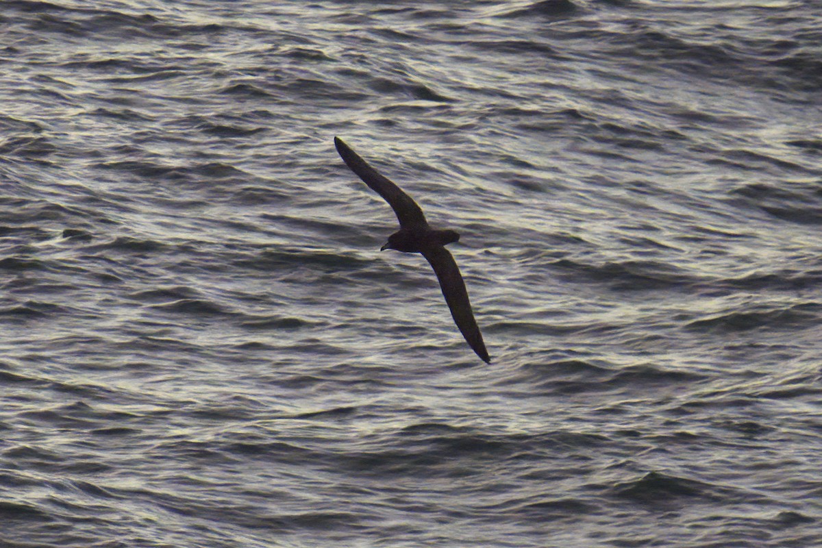 Westland Petrel - Mark Wilson