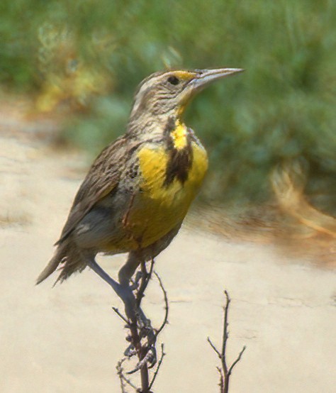 Western Meadowlark - Richard Brown