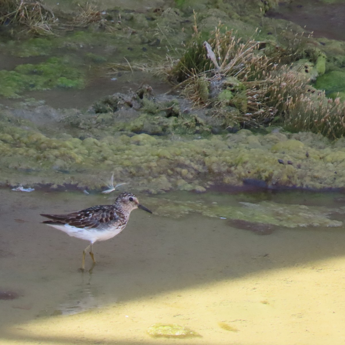 Least Sandpiper - ML622143144