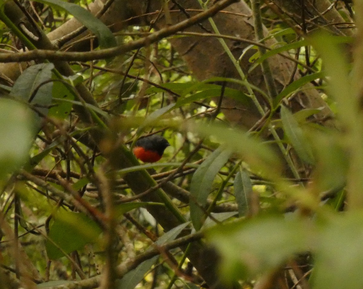 Slate-throated Redstart - ML622143145