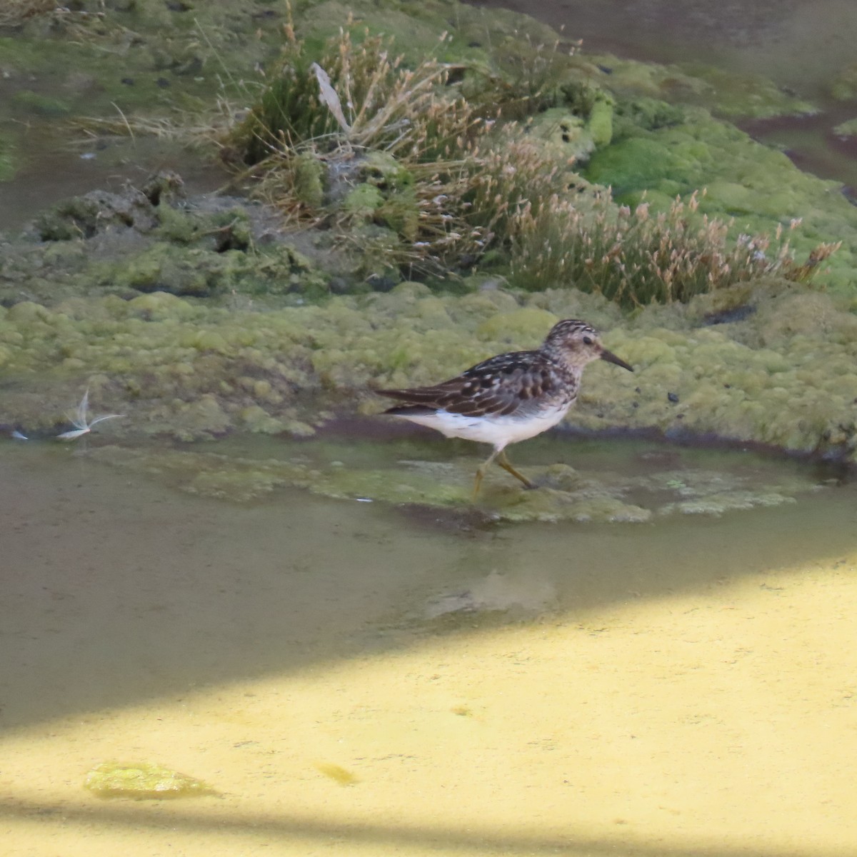 Least Sandpiper - ML622143155