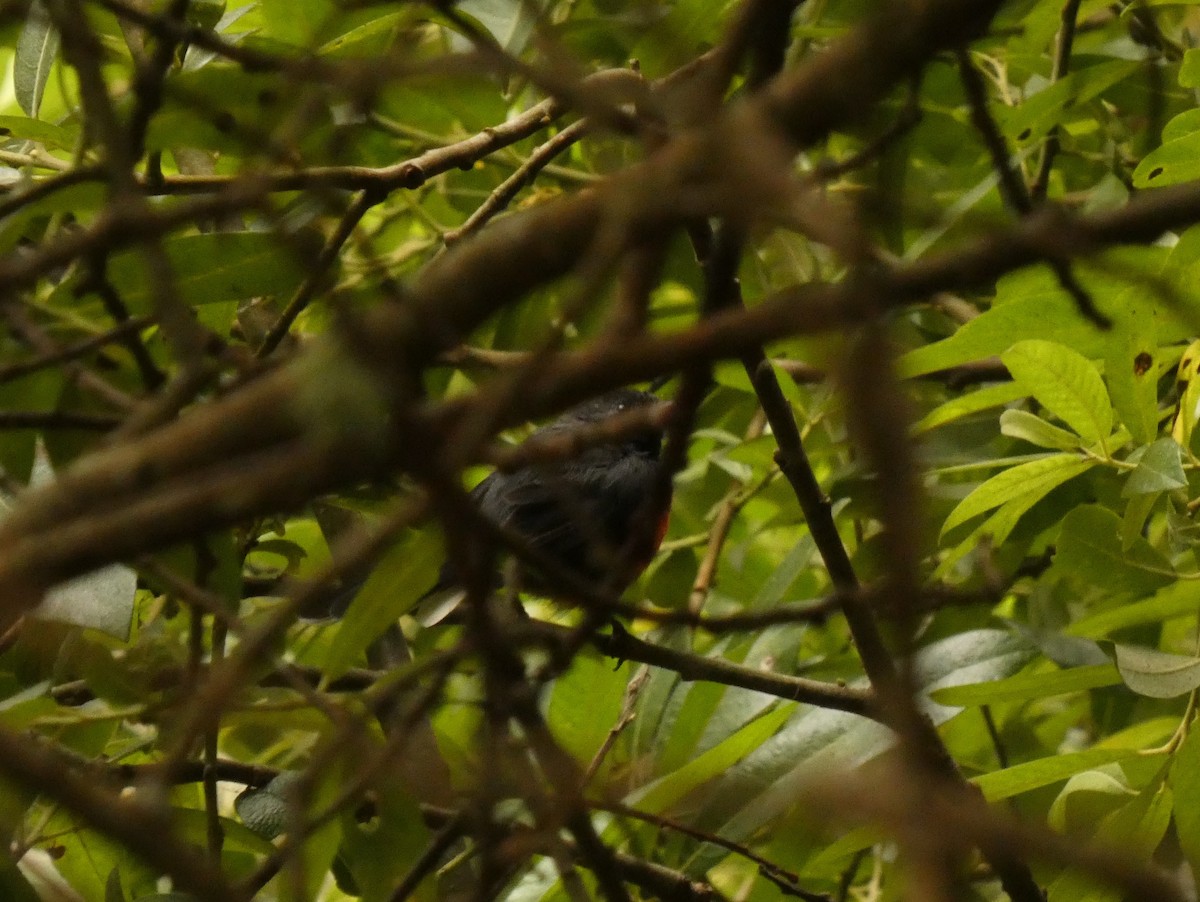 Slate-throated Redstart - ML622143169