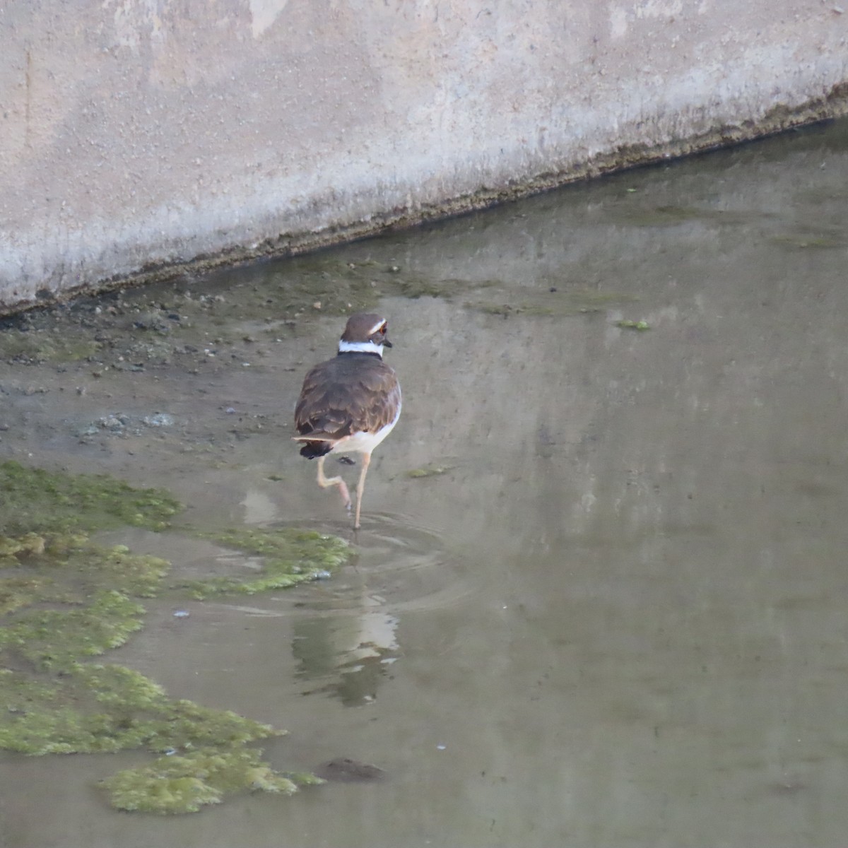 Killdeer - ML622143170