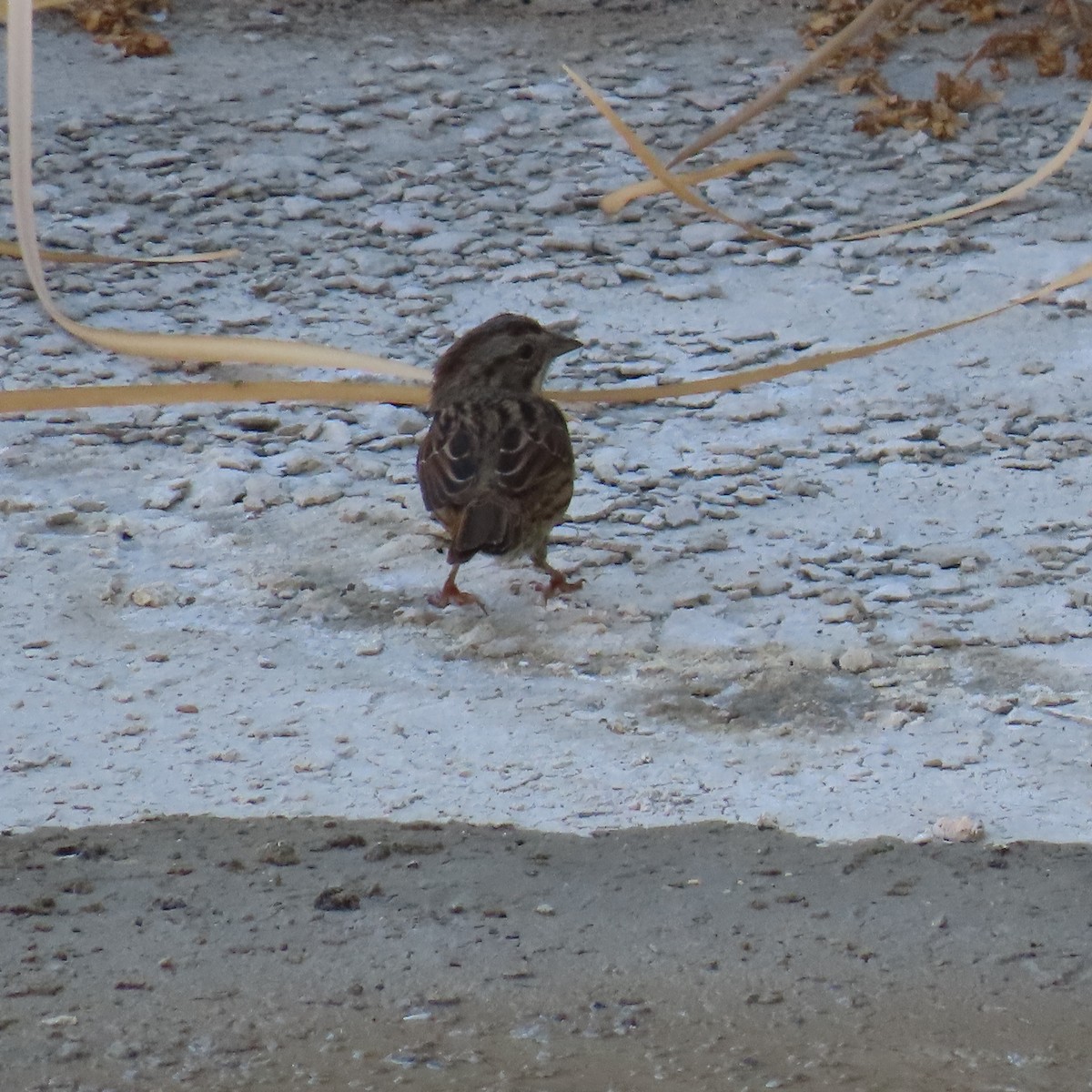 Song Sparrow - ML622143182