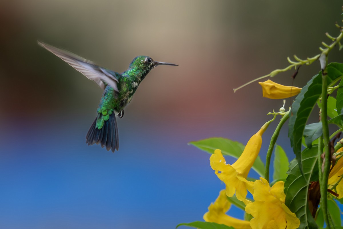 Garden Emerald - ML622143192