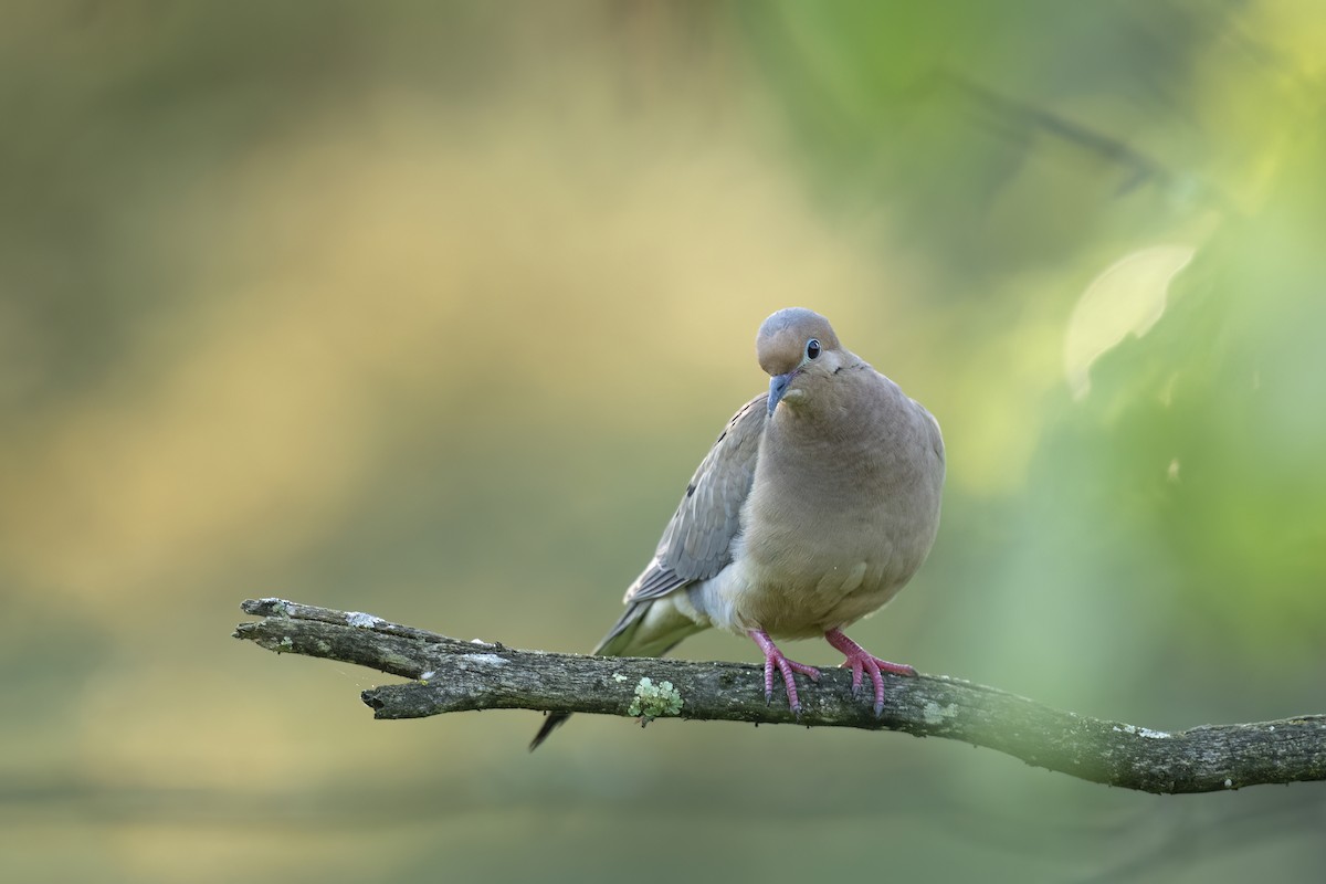 Mourning Dove - Ewa Golebiowska