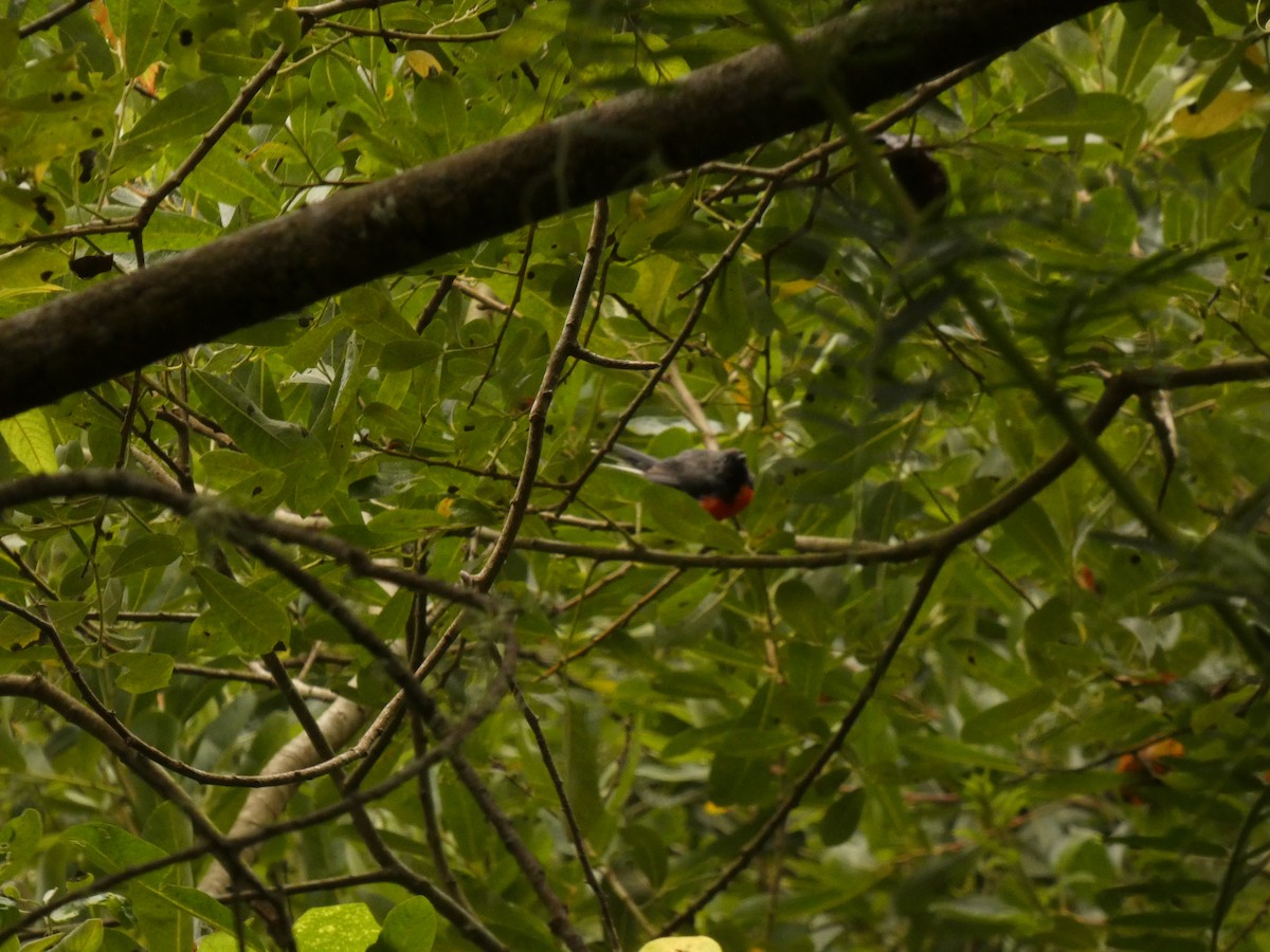 Slate-throated Redstart - ML622143225