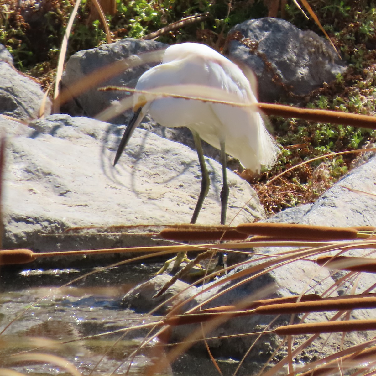 Snowy Egret - ML622143230