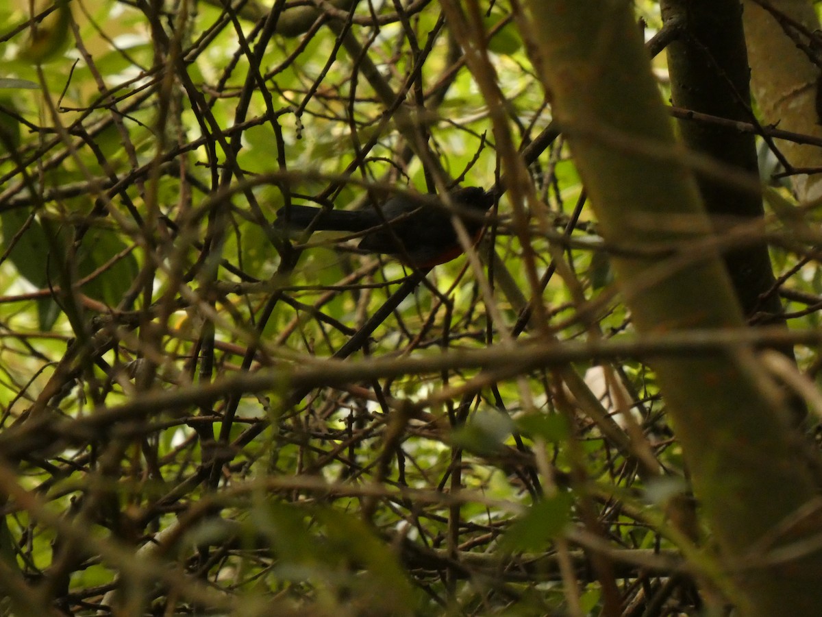 Slate-throated Redstart - ML622143231