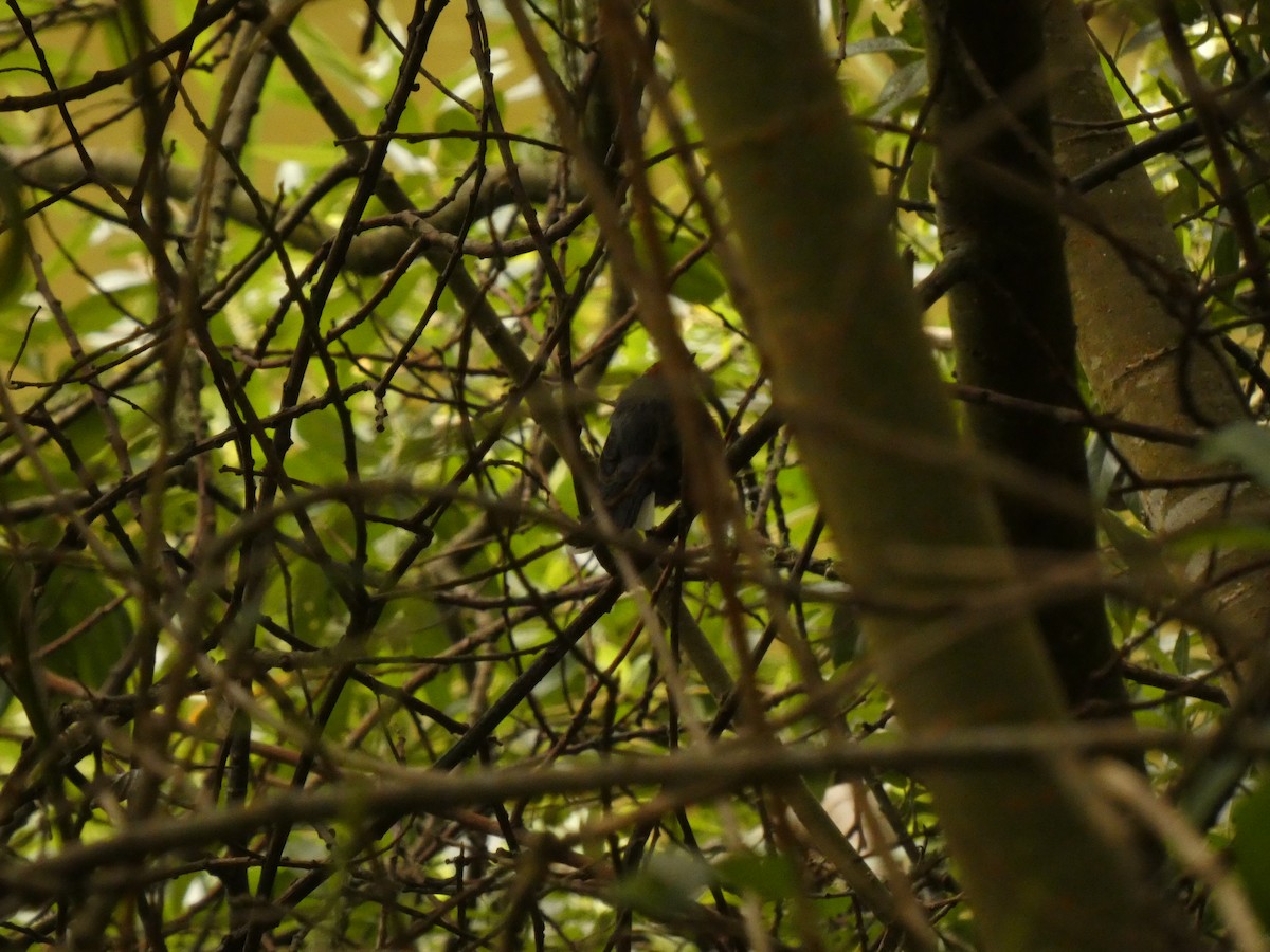 Slate-throated Redstart - ML622143232