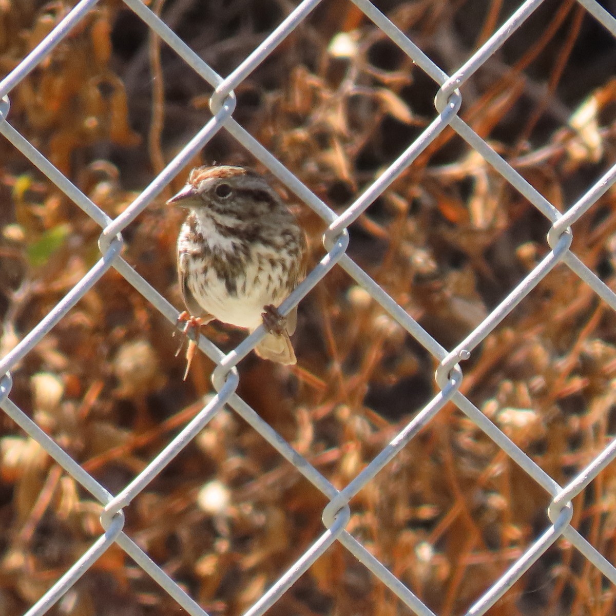 Song Sparrow - ML622143239