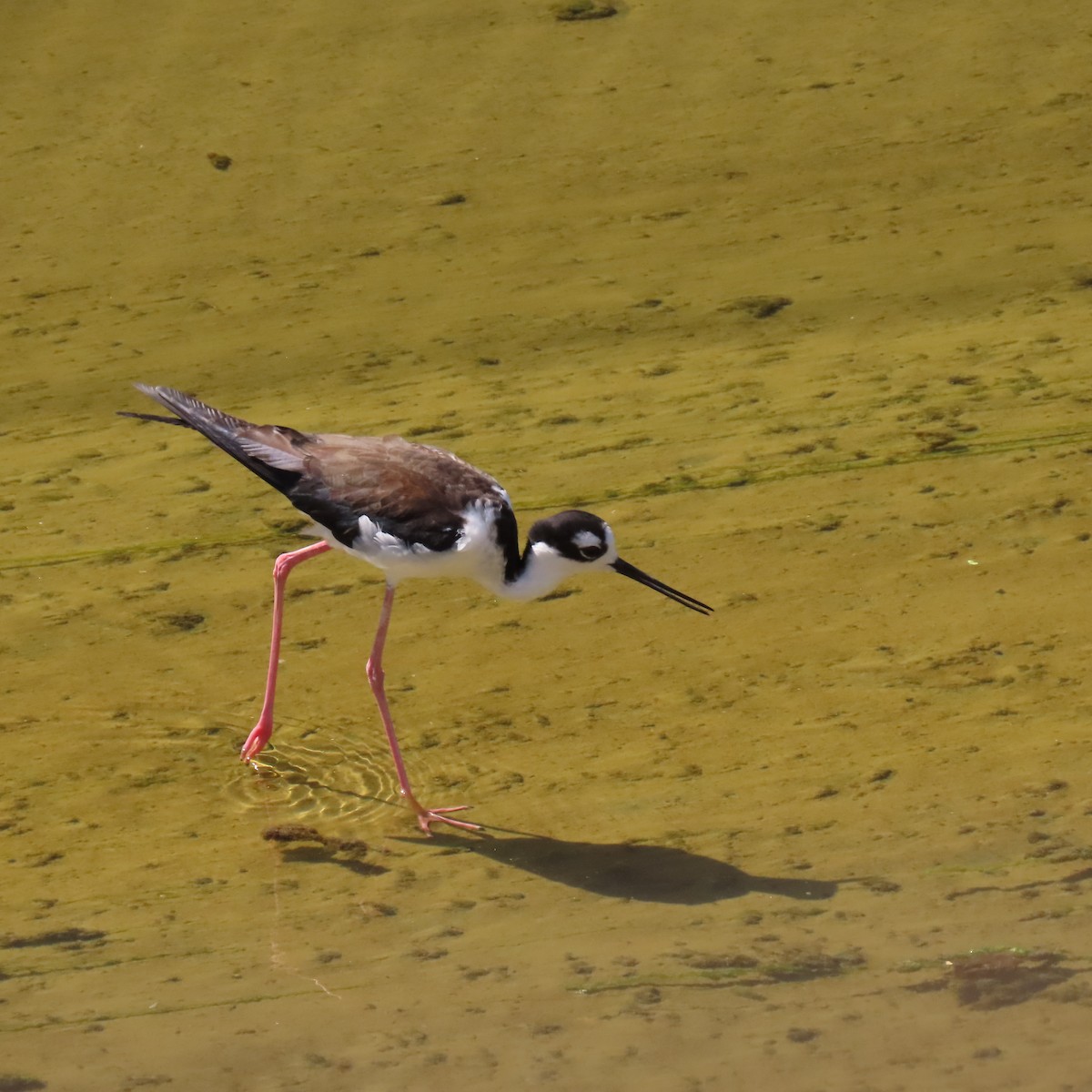 Black-necked Stilt - ML622143247