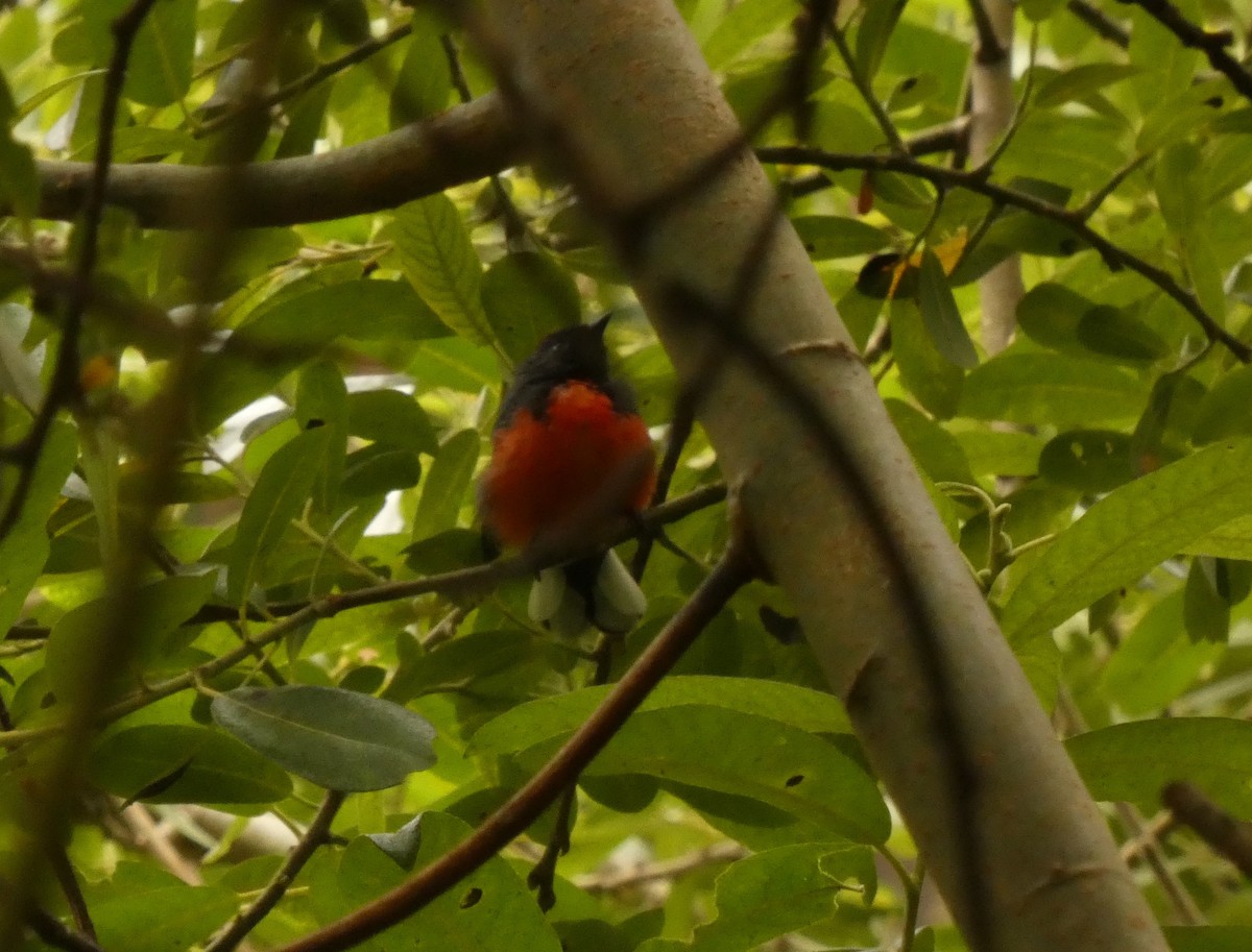 Slate-throated Redstart - ML622143248