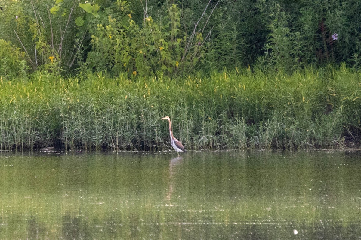 Tricolored Heron - ML622143280