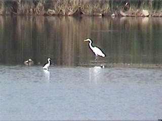 Snowy Egret - ML622143292