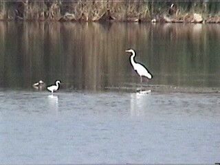 Snowy Egret - ML622143293