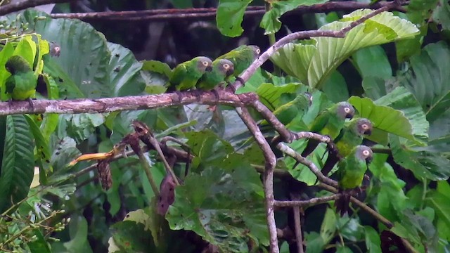 Aratinga Cabecifusca - ML622143295