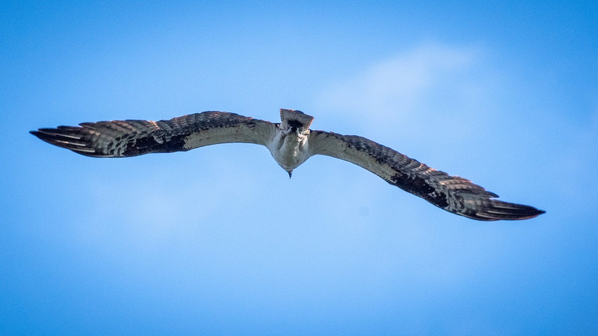 Osprey - James Kendall